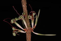 Helicanthes elastica